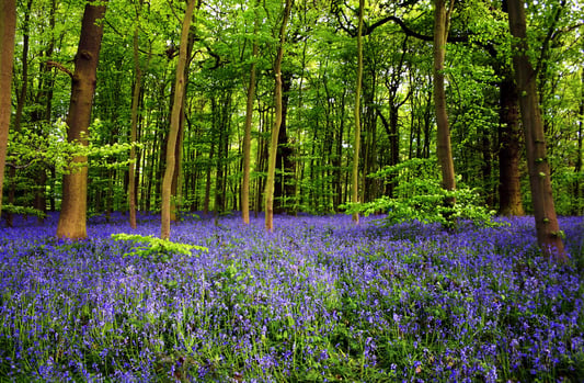 Sherwood Forest - Nottinghamshire